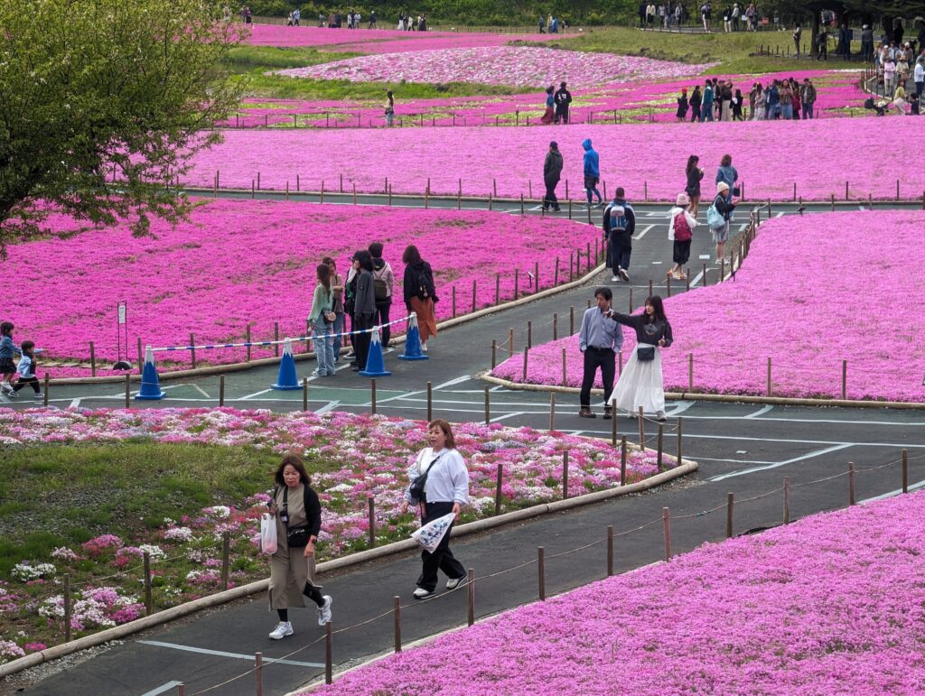 パッチワークのような芝桜