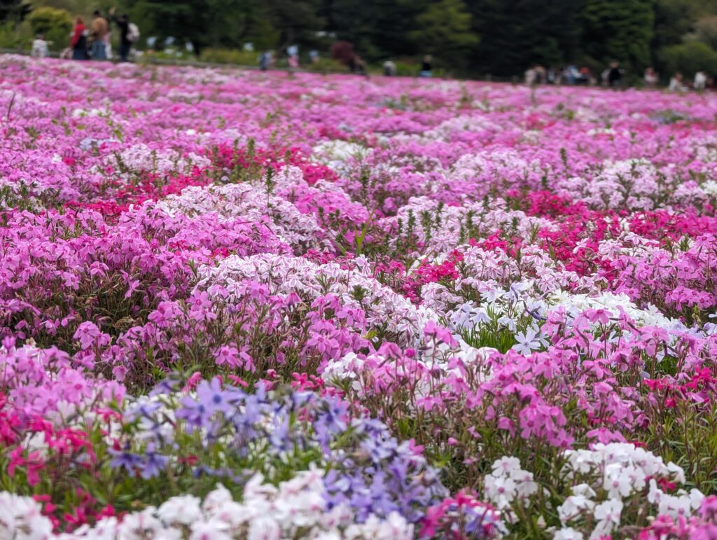 色とりどりの芝桜